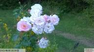 IMG 20230718 165630-IB IB