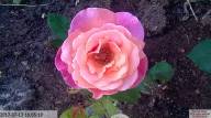IMG 20230718 165705-IB IB