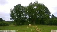 IMG 20230718 165408-IB IB